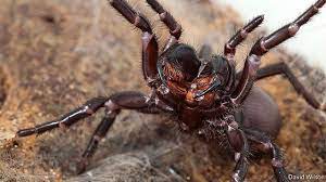 Here is a guide to the most dangerous survive outdoors strongly speculates that this spider is increasing its range. Why Funnel Web Spiders Are So Dangerous To People The Economist