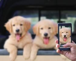 person taking a picture of their petの画像