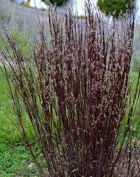 Image result for Andropogon