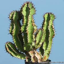 Image result for Euphorbia mlanjeana