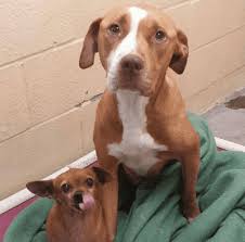 The pitbull chihuahua mix is a medium cross breed the result of breeding a chihuahua with an american pit bull terrier. This Chihuahua And Pit Bull Are The Best Of Friends
