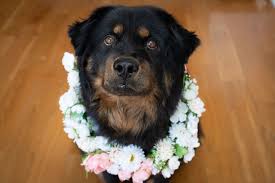 With everything we need to unpack? you said you wanted the flower bed weeded. How To Create A Diy Dog Flower Collar For Your Wedding