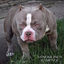 best of the tri color american bully amazing pocket bullies american bully kennels pocket bully american bully pocket