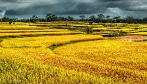 Jika tanaman toga dapat dimanfaatkan untuk menyembuhkan. Anim Agro Technology Jenis Jenis Padi Popular Indonesia