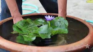 Water Lily Youtube