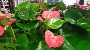 Alternatively, you can take your plant to the shower and rinse off the leaves with water. Best Care For The Anthurium Plant Donna Joshi Youtube