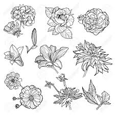 Different kinds of flowers drawing. Different Kinds Of Flowers Drawing Novocom Top