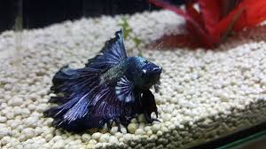 I couldn't get all of the food out and the fish ended up eating it. Dropsy In Betta Fish Symptoms Causes Treatment And Prevention Fishtankmag