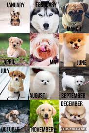 Dogs Zodiac Signs Animals Zodiac Signs Funny Zodiac Signs Sagittarius