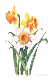 Pin By Angela Lee On Wielkanoc Daffodils Flower Painting Watercolor Flowers