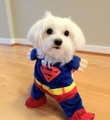 super dog | Cute little puppies, Cute animals, Cute puppies