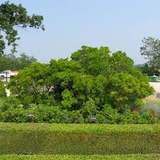 Image result for Myrica