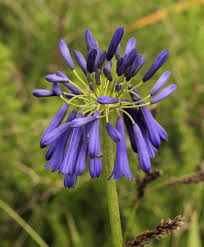 Image result for Agapanthus inapertus