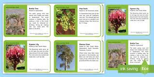Vaughans australian plants pomonal, pomonal, victoria, australia. Australian Plants Information Cards Ages 7 11