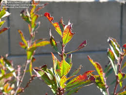 Stigmina carpophila is a fungal plant pathogen causing shot hole disease in stone fruits (prunusspp.). Garden Pests And Diseases Carolina Cherry Laurels Is This Shothole Fungus 3 By Kevn1115