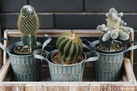 Different growing conditions may vary results. Online Shops To Buy Cactus And Succulents Uk Spain And Europe