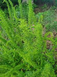 Image result for Dysphania schraderiana