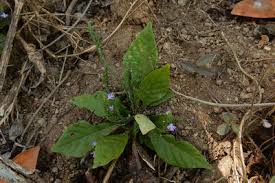 Image result for Elytraria