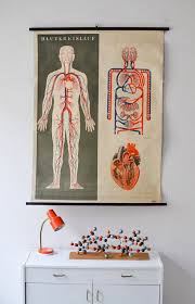 Vintage Heart Poster Anatomical Chart School Pull Down Chart