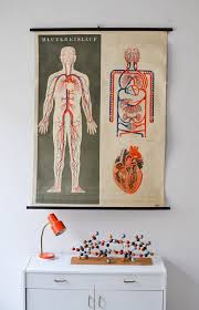 vintage heart poster anatomical chart school pull down chart