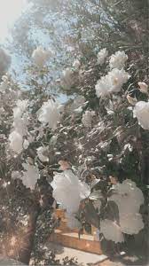 Check spelling or type a new query. Aesthetic White Flowers Wallpaper White Flower Wallpaper Black Roses Wallpaper White Flowers