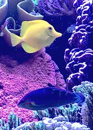We did not find results for: Yellow Fish Blue Fish Photograph By Barbie Corbett Newmin
