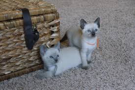 Jennifer shares cute siamese kitten pictures of adler and his story. Three Adorable Male Applehead Siamese Available Mitten Kittens