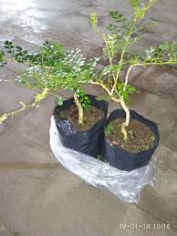 Pohon jenis medang bernama latin litsea sp yang tumbuh di nagari malintang, kecamatan tanjung raya, agam itu memiliki keliling pohon mencapai 14,5 meter dengan diameter 4,5 meter dan tinggi sekitar 35 meter. Jual Bibit Bonsai Kawista Kota Kediri Cv Wijaya Agro Tokopedia