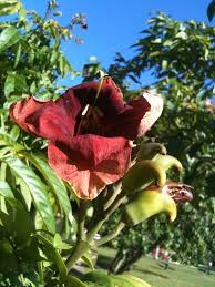 Image result for Markhamia tomentosa