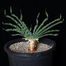 Image result for Boophone