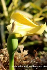 Image result for Remusatia