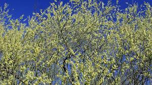 Image result for Goat Willow