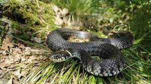 Ringelnatter f (genitive ringelnatter, plural ringelnattern). Ringelnatter Im Garten Giftig Oder Harmlos Die Wichtigsten Infos Stern De