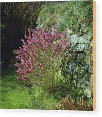 Image result for Daphne mezereum