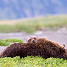 It S Friday Here Are Fat Baby Bears The Verge