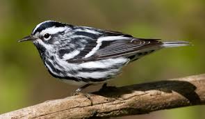 Small Bird With Black And White Striped Head Black And White Warbler Mniotilta Varia Bird Life List Black And White Black Patch