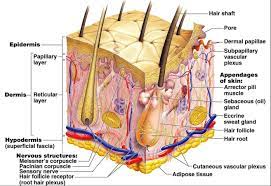 Acne skin health care concept as a group of pimples or sores on. Associate Degree Nursing Physiology Review Skin Anatomy Skin Structure Skin Bleaching