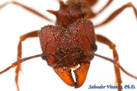 Image result for Acrotome hispida