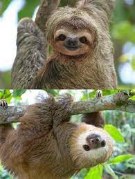 Slothmemes Slothstagram Slothappreciation Slothall Slothlyfe Slothtilda Slothbaby Slothfilm Slothyy Sloths Cute Baby Sloths Sloth Cute Sloth Pictures