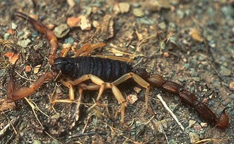 Scorpions | USU