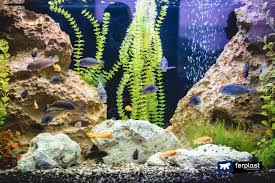 Huge sale on fish tank rock decorations now on. Setting Up A Freshwater Aquarium How To Choose Rocks