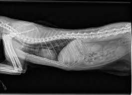 Cat X Ray Pictures Ragdoll Cat Chest Abdomen X Ray Photos Ragdoll Cat Cat Health Problems Cat Reference