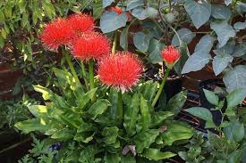 Image result for Scadoxus