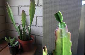 * scions (pups from different cactus mother plants) * rootstocks (dragon. Mike Is Bored Christmas Cactus Schlumbergera Diy Grafting Experiment Christmas Cactus Cactus Grafted Cactus