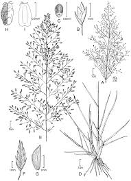 Image result for Eragrostis paniciformis