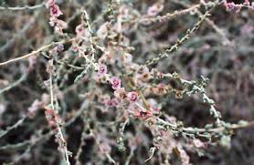 Image result for Lophiocarpus latifolius