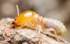 Close every door and window and ensure that they remain close until the whole process is done. 10 Little Known Facts About Termites Green Pest Mgmt Termite Control