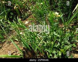 Image result for Mimulus gracilis