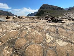 Image result for Struthiola montana