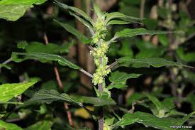 Image result for Parietaria debilis